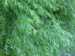 Salix ×pendulina f. pendulina. Pendent form of foliage and 'herringbone' appearance.
 Image: D. Glenny © Landcare Research 2020 CC BY 4.0